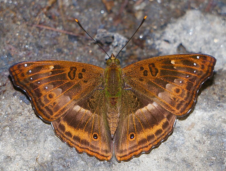 File:Open wing mud pudding position of Rohana parvata Moore, 1858 - Brown Prince WLB IMG 1051.jpg