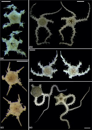 <span class="mw-page-title-main">Amphilepididae</span> Family of echinoderms