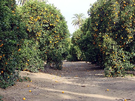 Orange trees in California