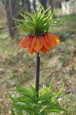 Kejserkrone (Fritillaria imperialis).