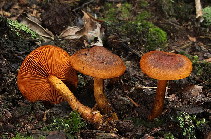 File:Orangerandiger Hautkopf Cortinarius malicorius.jpg