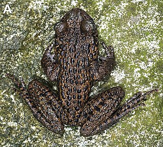 <i>Oreolalax longmenmontis</i> Species of frog