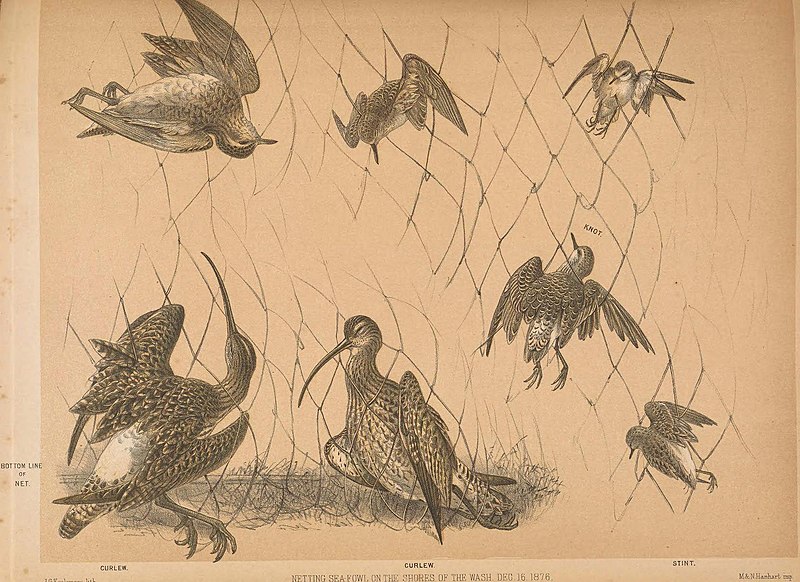 File:Ornithological miscellany (Plate) (5981486089).jpg