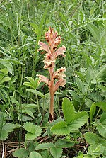 Vignette pour Orobanche alba