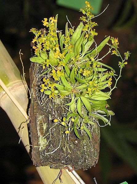 File:Orquidea 2003 004.jpg