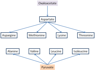 Oxaloacetate и pyruvate aminoacid синтеза