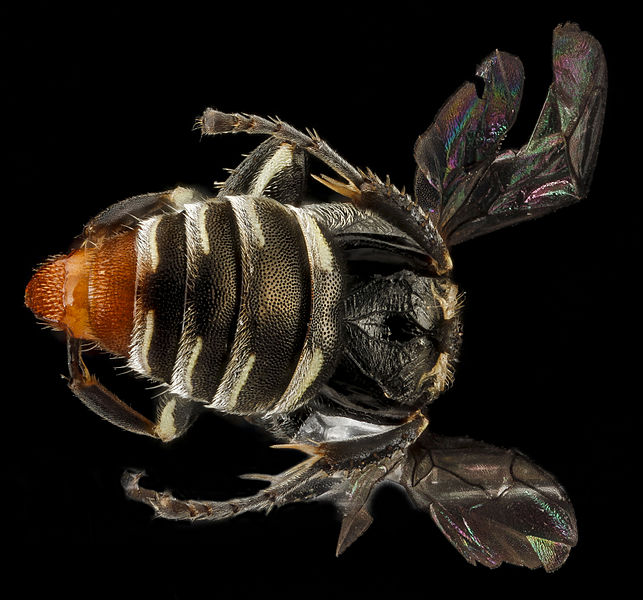 File:Oxybelus analis, female 3 BIML USGS.jpg