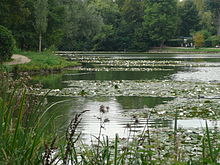 Un des étangs de Ville-d'Avray où les enfants Vian vont pêcher les grenouilles.