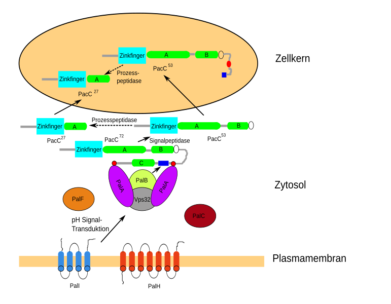 File:PH-Regulation in Aspergillus.svg