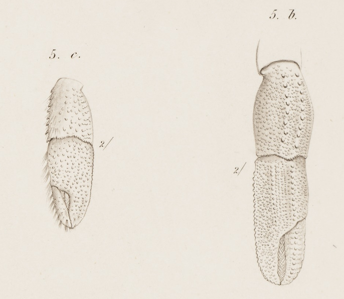 File:Pagurus perlatus chelipeds sketch.png