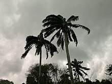 Palm trees on farm blown by wind. Palm trees on farm.jpg