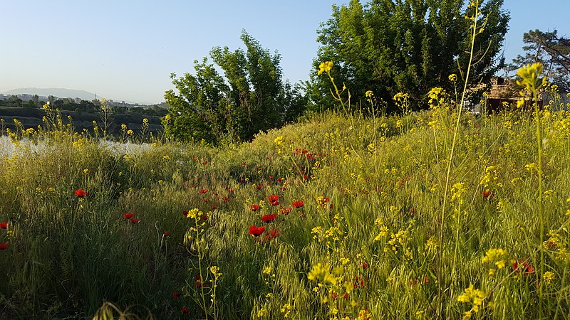 File:Papavers and Bunias orientalises, Yerevan lake 03.jpg