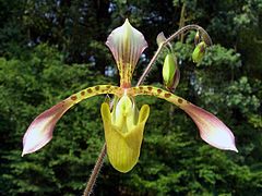 17.6.08 Paphiopedilum