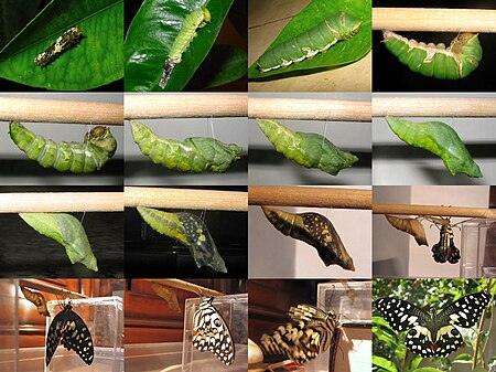 Tập_tin:Papilio_demodocus_1600X1200.jpg