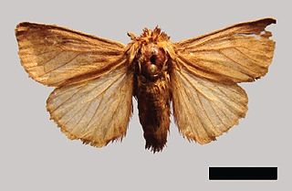 <i>Paracles argentina</i> Species of moth