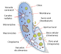 Miniatura para Citostoma