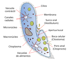 Paramecium Wikipedia La Enciclopedia Libre