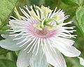 Pink-white passion flower Passiflora caerulea 'Hartwiesiana'