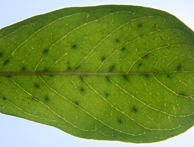 File:Pavetta gardeniifolia subsp gardeniifolia, bakteriese knoppies, Krokodilrivierreservaat, b.jpg