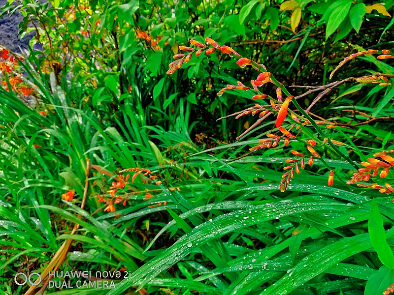 File:Peak Wilderness Sanctuary Sri Pada.jpg