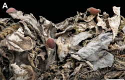 Peltigera hydrophila.png