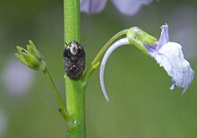 Penthimia americana P1380206a.jpg