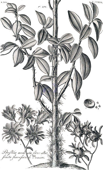 File:Pereskia aculeata Tab 277 Hortus Elthamensis.jpg