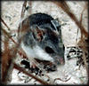 Peromyscus polionotus phasma.jpg