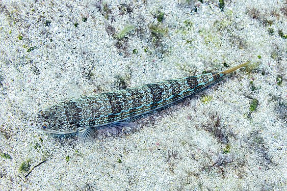 Atlantic lizardfish (Synodus saurus), Pistol Bay, Paphos, Cyprus