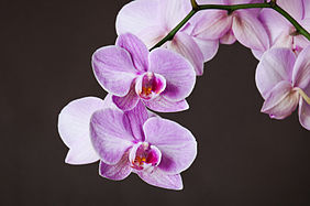 Deutsch: Phalaenopsis cultivar. English: Phalaenopsis cultivar.