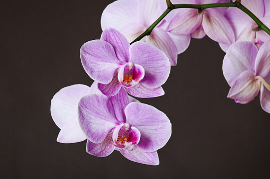 Phalaenopsis cultivar.