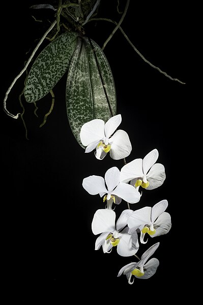 File:Phalaenopsis philippinensis Golamco ex Fowlie & C.Z.Tang, Orchid Digest 51 92 (1987). (51122914064).jpg
