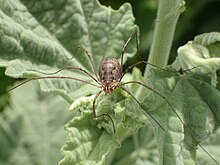 PHALANGIIDAE sp. Latreille, 1802 - Biodiversidade