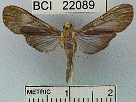 Phostria latiapicalis