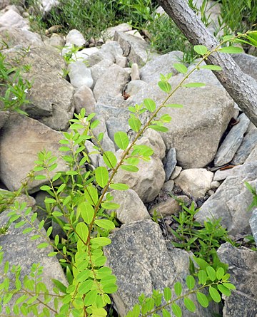 Phyllanthus caroliniensis