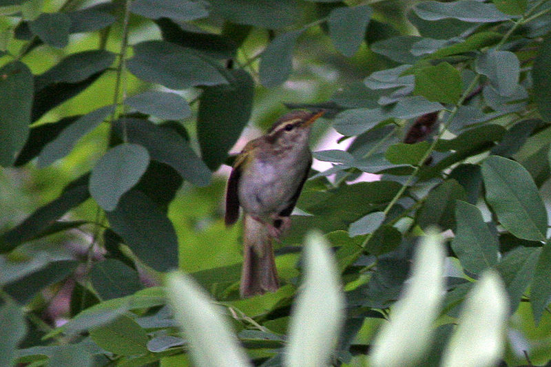 File:Phylloscopus coronatus Shaanxi 1.jpg