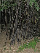 Phyllostachys nigra