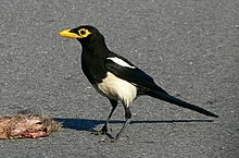 Photo of a yellow-billed cat next to a carcass