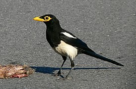 Magpie din California