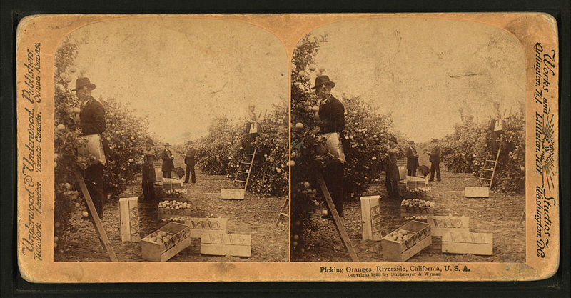 File:Picking oranges, Riverside, California, U.S.A, from Robert N. Dennis collection of stereoscopic views 2.jpg