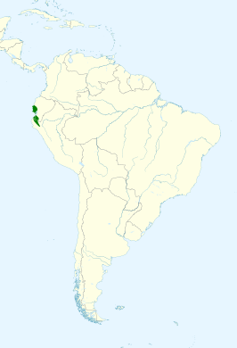 Ecuadordwergspecht
