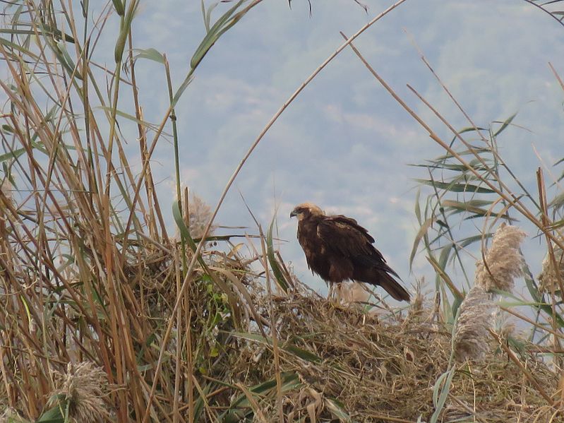 File:PikiWiki Israel 46130 Wildlife and Plants of Israel.JPG