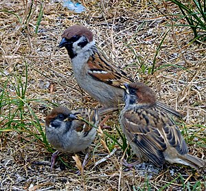 Eurasian Tree Sparrow