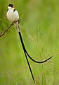 Pin-tailed Whydah (Vidua macroura) male ... (46763941691).jpg