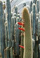 * Nomination Cleistocactus Winteri Or a Golden Rat Tail cactus at the Pine View Nursery, Kalimpong --Sumitsurai 10:14, 26 August 2023 (UTC) * Promotion  Support Good quality. --多多123 16:58, 26 August 2023 (UTC)