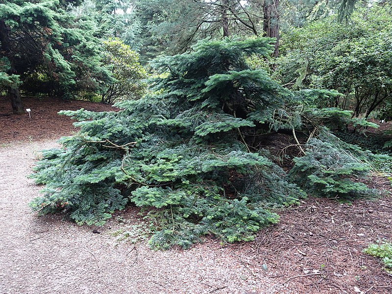 File:Pinetum Blijdestein - Abies amabilis 'Spreading Star'.jpg