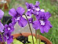 Pinguicula grandiflora