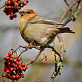 Female; Kotka, Finland