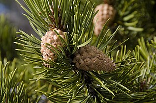 Foliage and cones, Nederland, Colorado