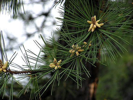 Жестче дерева. Pinus rigida. Сосна жесткая Pinus rigida. Pinus rigida Mill.. Pinus rigida Mill побег.